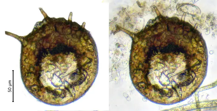 Centropyxis lapponica